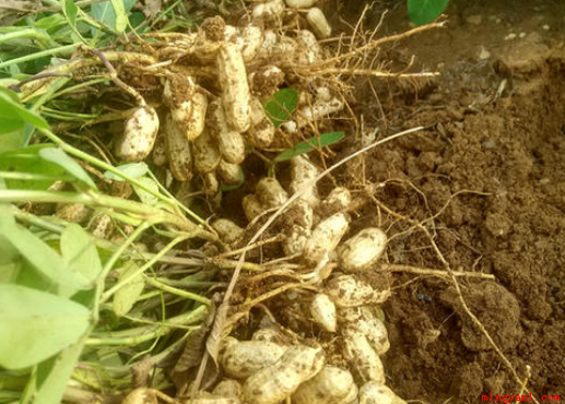 花生收获季节几月份(一般花生是几月份收获)