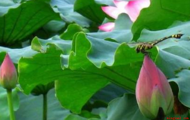 小池描写的是初夏季节的景物,此诗通过对初夏时小池中的泉水、树