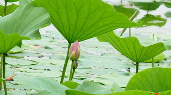 小池描写的是初夏季节的景物,此诗通过对初夏时小池中的泉水、树