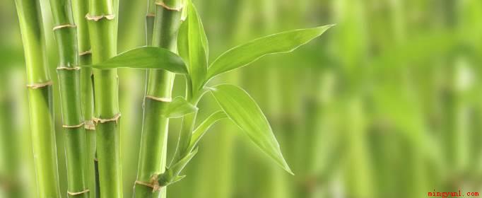 竹子是草还是树(草竹子是草,不是树。)