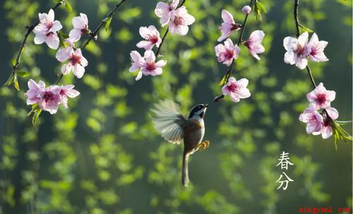 春分的习俗有春祭、立春蛋、送春牛、吃春菜和放风筝