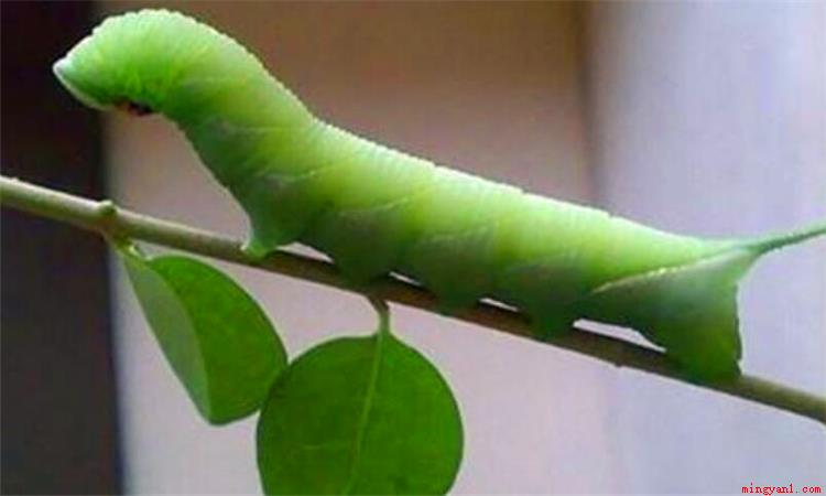 猪虫儿是什么(猪儿虫是什么意思)