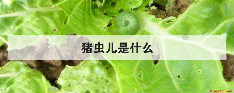 猪虫儿是什么(猪儿虫是什么意思)