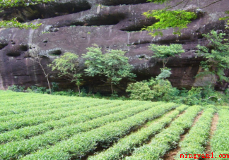 世界茶树发源地的核心地区在哪个地方