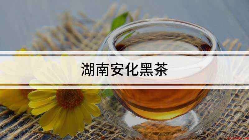 湖南安化黑茶