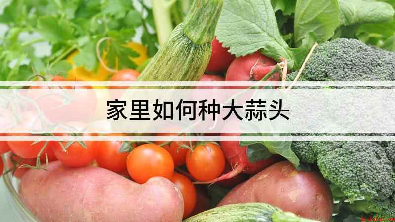 家里如何种大蒜头(如何在家里自己种植大蒜)