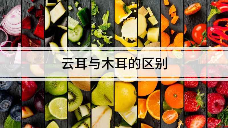 云耳与木耳的区别(木耳和云耳有什么区别)