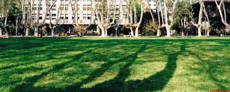 东南大学大草坪直径（东南大学大草坪直径1000平方米）