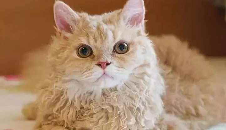 猫咪六个月相当于人多大(6个月猫咪换牙已经完成,马上就要进入发情期了)