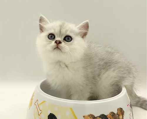 银渐层猫多少钱一只(一般家养的、非纯正血统的银渐层猫的定价)