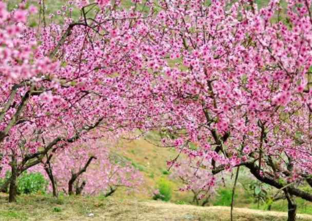 平谷桃花节是几月几日(平谷桃花节的时间,基本上都是在4月中旬)