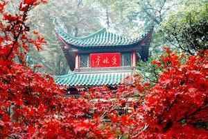 岳麓山有多高