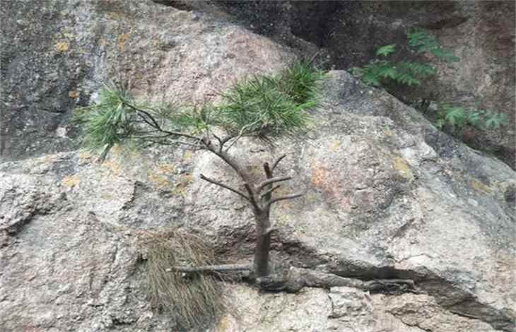 坚韧不拔的意思(坚韧不拔的意思是什么)