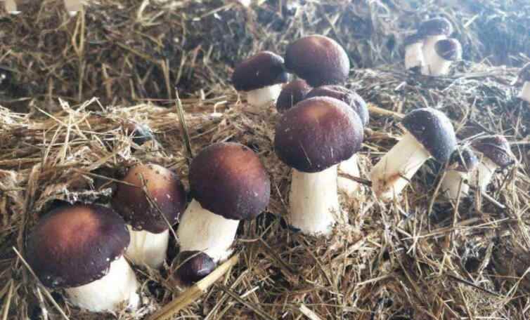赤松茸和松茸区别