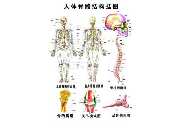 人体骨头多少块(股骨头在人体的哪个位置及作用)