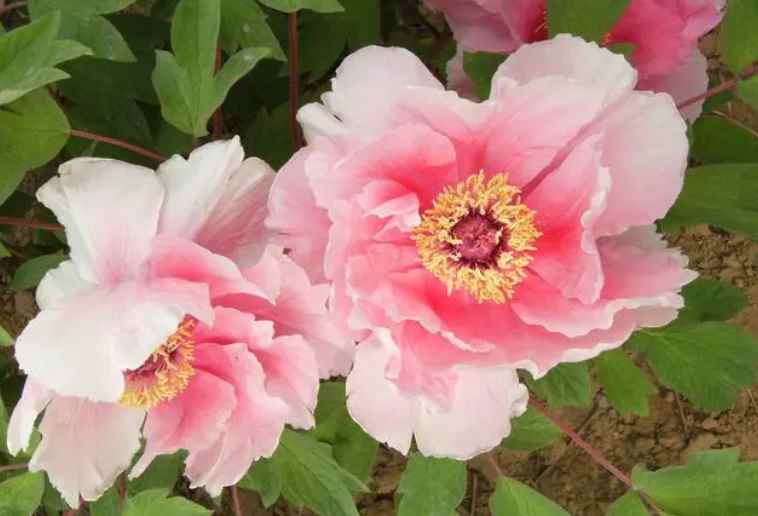 牡丹花几点钟开花(花期养护牡丹花时需要注意什么)