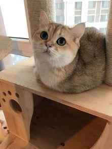 金渐层一般多少钱(一线城市金渐层价格比公猫高一点)