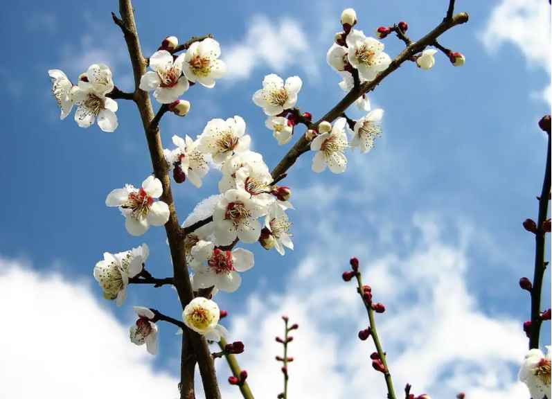 梅花什么时候开(梅花什么时候开花呢)