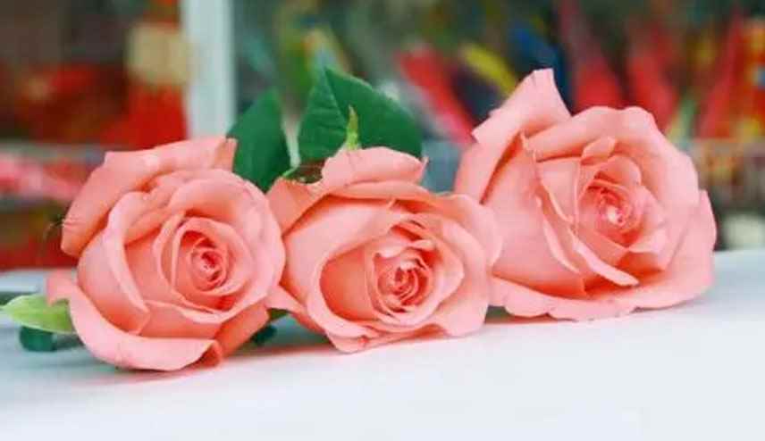 十一朵玫瑰代表什么意思(玫瑰(学名:Rosa ssp)