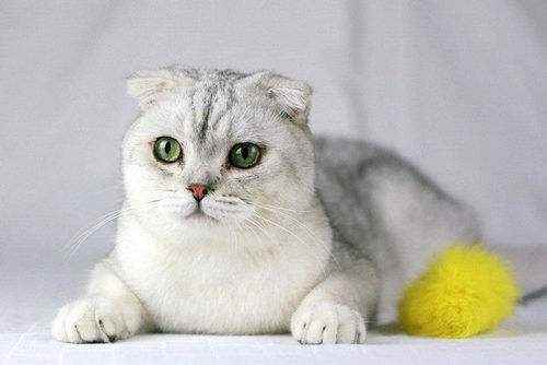 折耳猫寿命一般多少年(折耳猫的寿命一般在10~16年左右)