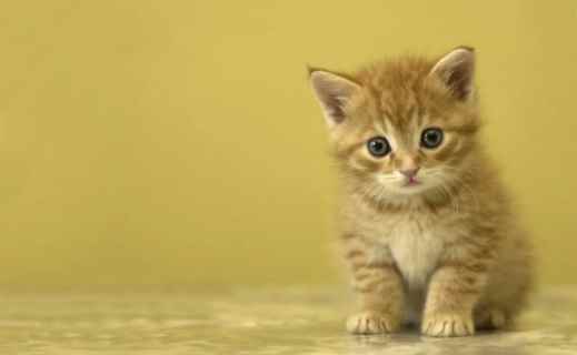 猫一窝能生几个(刚出生的小猫咪需要注意什么)