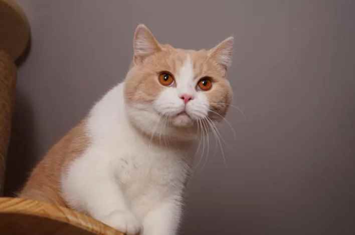 猫能跳多高(猫咪居然还有会飞这一隐藏技能!)