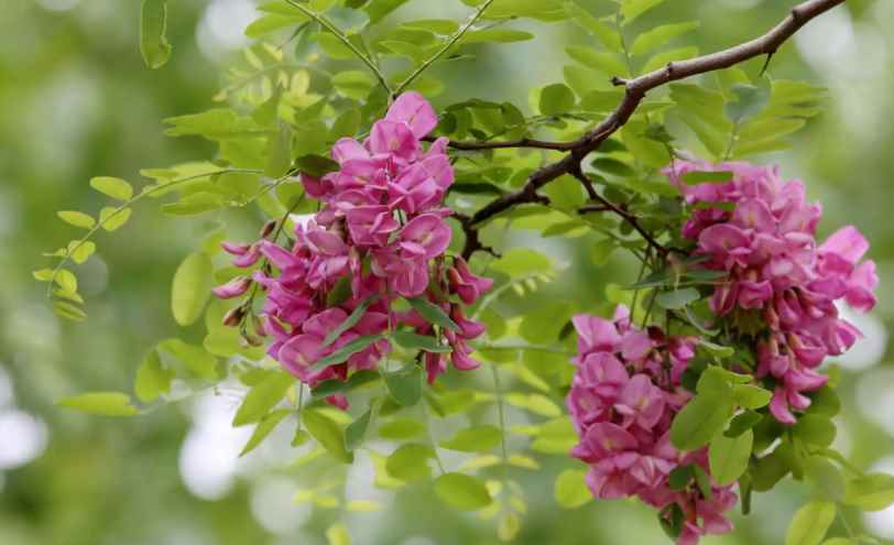 红槐花能吃吗(红花槐,中文正名叫红花刺槐)