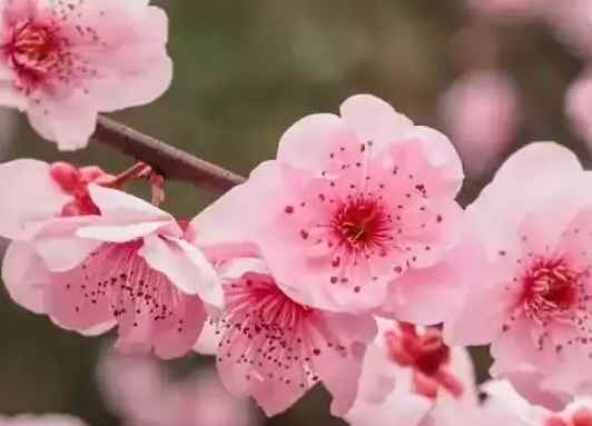 梅花几月份开