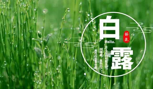 白露是几月几日