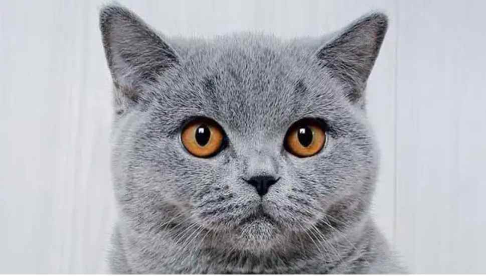 蓝猫多少钱一只?