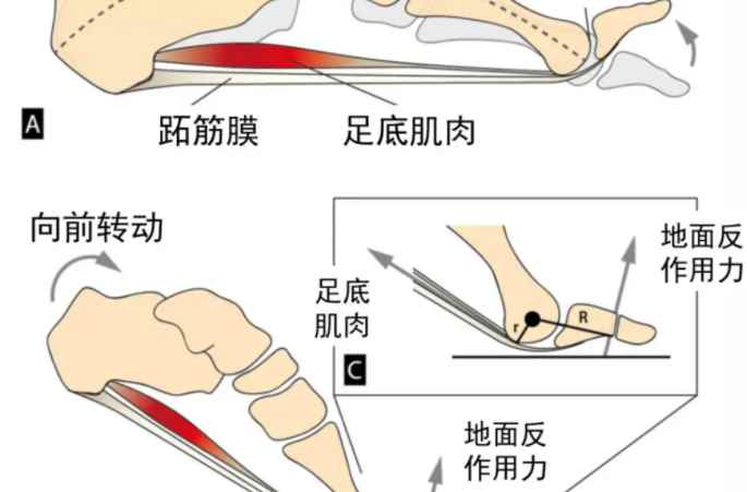 跖怎么读