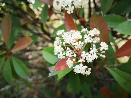 石楠花为什么是精子味(为什么学校要种石楠花)