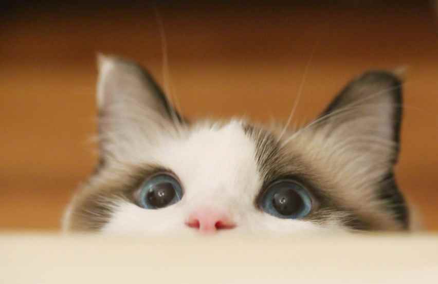 猫一年生几窝小猫