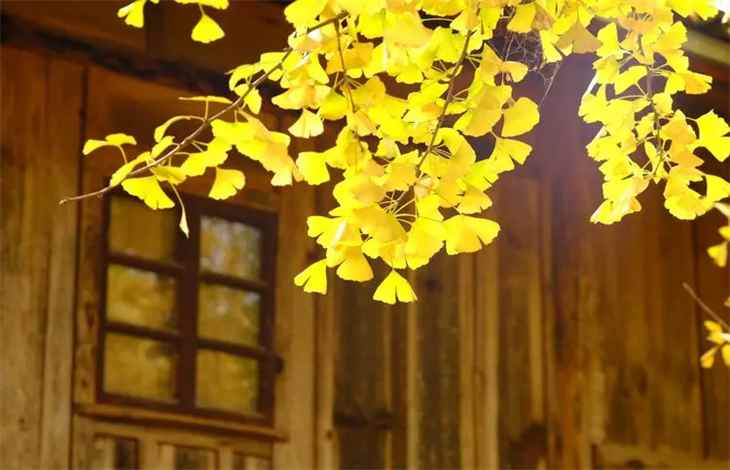 户籍所在地是什么意思(建立城乡统一的户口登记制度)