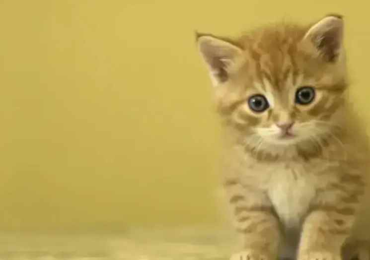小猫几天可以睁开眼睛