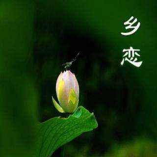 乡恋为什么是禁歌