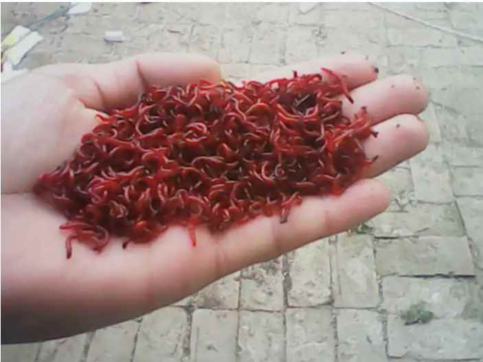 红虫怎么养（世界上已知的摇蚊科昆虫约有5000种,与常见的蚊子比较相似）