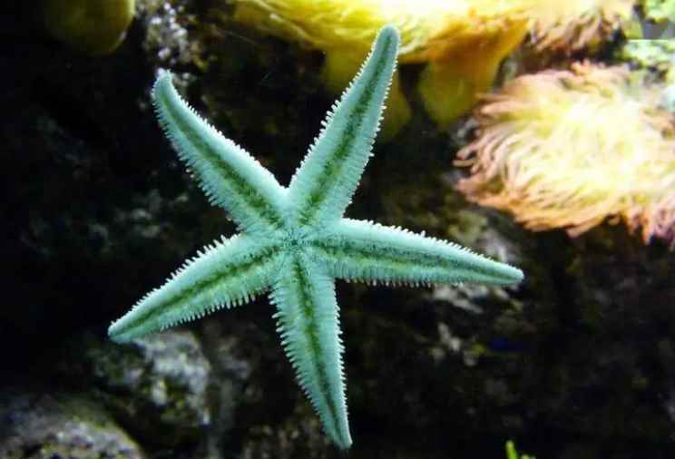 海星有几只脚