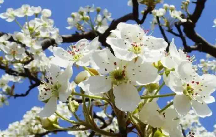 梨花几月开(梨花的开花时间长短与品种和地域有关系)