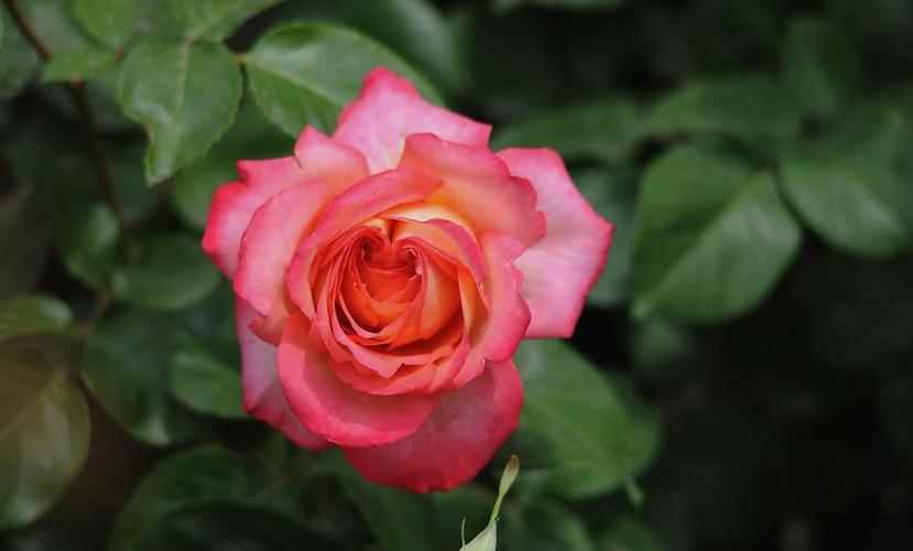 北京的市花是什么(北京市花是月季和菊花,月季与玫瑰的区别)