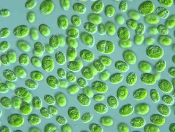 衣藻是真核还是原核(真核生物由真核细胞构成的生物)