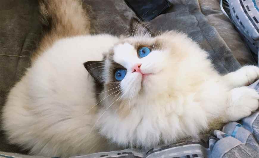 为什么火焰布偶猫便宜啊