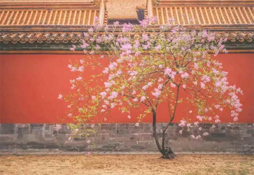 落红不是无情物,化作春泥更护花什么意思(寓意诗人以“落红”暗喻自己是具有爱国情怀的志士)