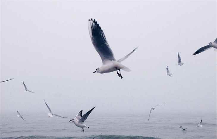 fly是什么意思