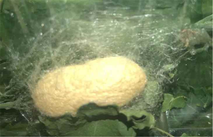 作茧自缚是什么意思啊