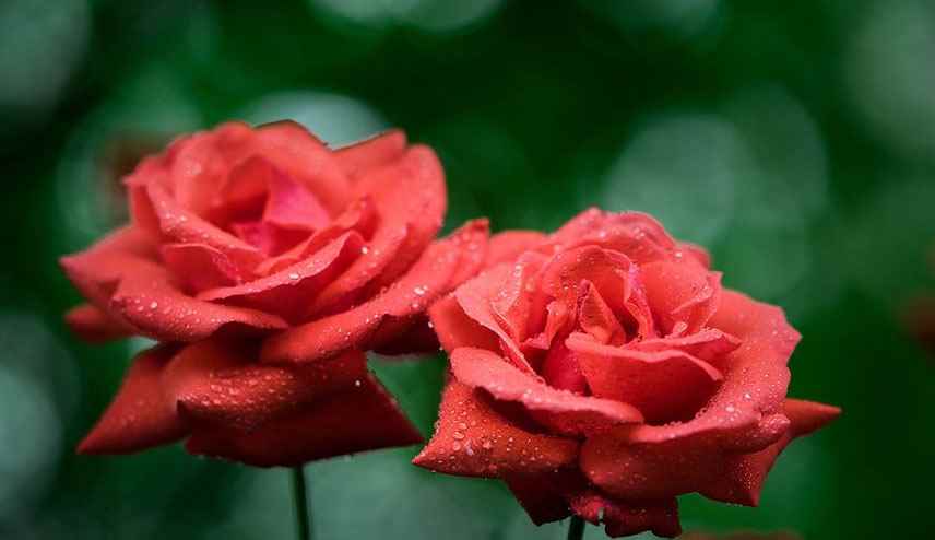 十一朵玫瑰代表什么意思(玫瑰(学名:Rosa ssp)