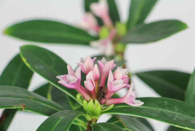 金边瑞香一年开几次花(金边瑞香一年会开一次花)