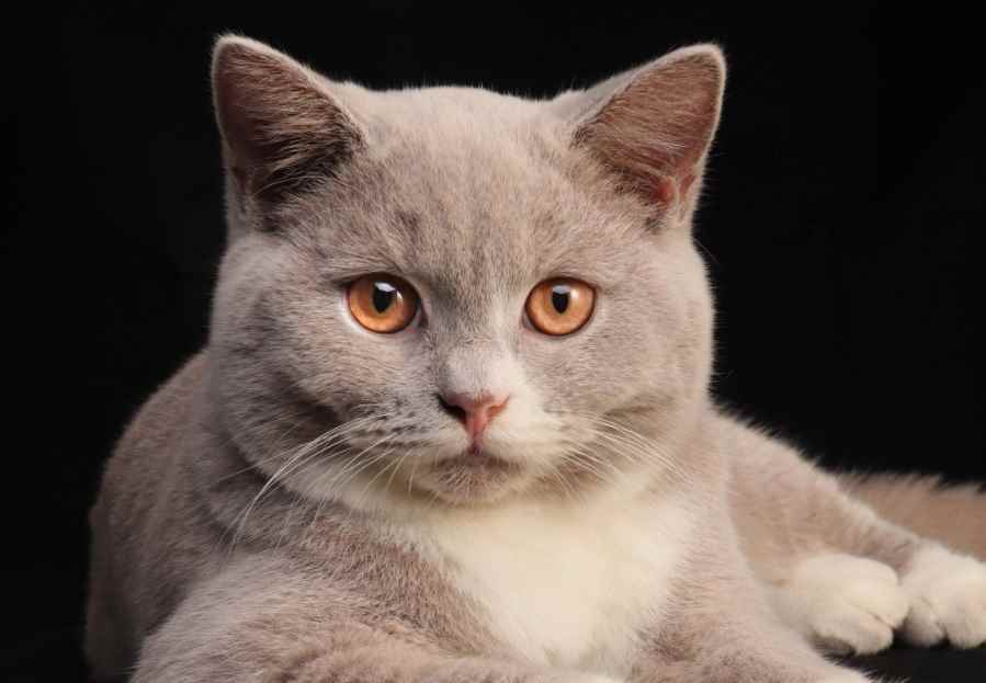 猫咪吐黄水能自己好吗(猫咪造成吐黄水的原因有哪些)
