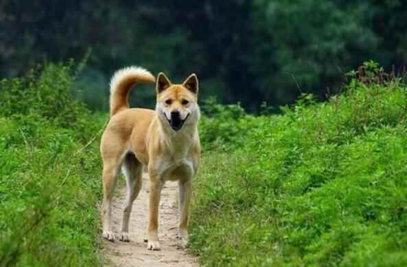 十大便宜好养的宠物狗(小鹿犬价格的价格一般是300800元)
