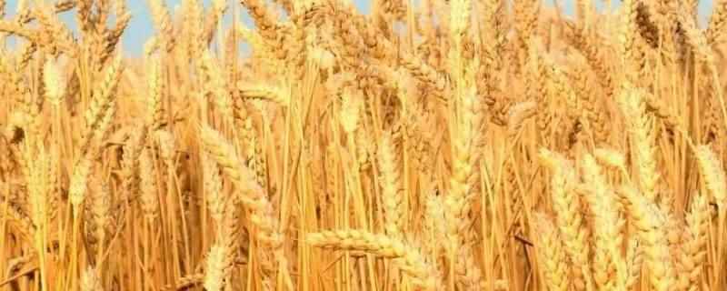大麦不割割小麦的意思（大麦不割小麦指的是在小麦成熟的时候,大麦还没有成熟不能收割,）